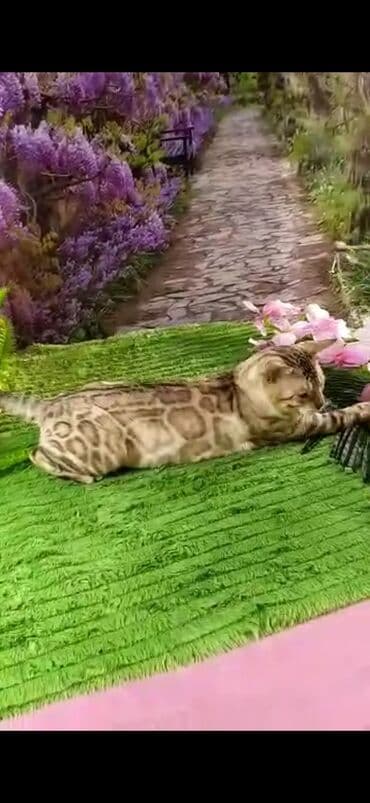 рэгдолл цена бишкек: Бенгал, 2 жаш, Эркек, Ак, Бычылган, Лотокко барууга үйрөтүлгөн, Курттардан тазаланган — 8