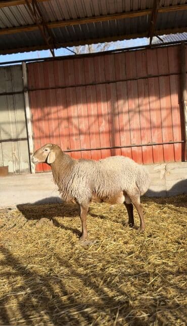 стрижка овец: Продаю | Баран (самец) | Арашан | Для разведения | Племенные, Осеменитель — 5