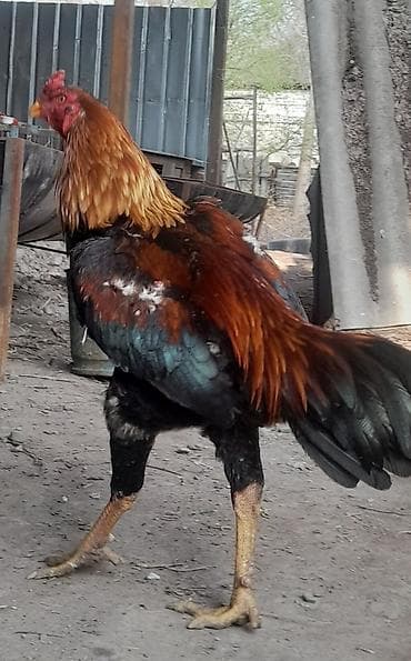куры кохин: Продаю | Петух | Бойцовая | Для разведения — 2
