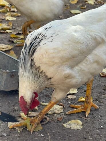 Аквариумдар: Сатам | Короздор | Көбөйтүү үчүн — 5