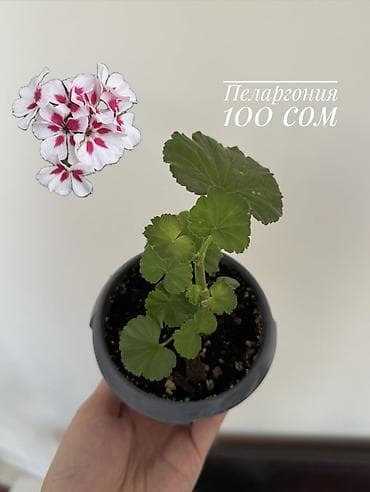 бонсай цена: Комнатные растения из домашней коллекции в рассадных — 3