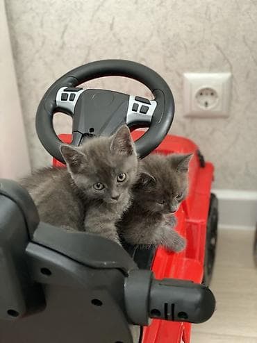 котята сфинкса: Котята домашние, игривые и ласковые - Возраст: 1,5месяца (малыши — 1