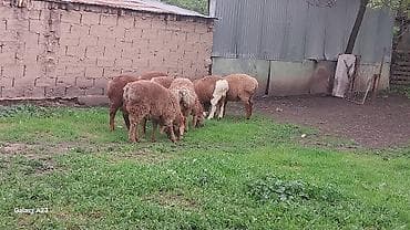 ат жаныбар: Сатам | Козу | Көбөйтүү үчүн | Асыл тукумдуу — 2