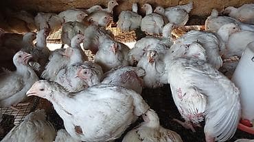 кролик цена: Продаю | Цыплята | Бройлерная | На забой — 3
