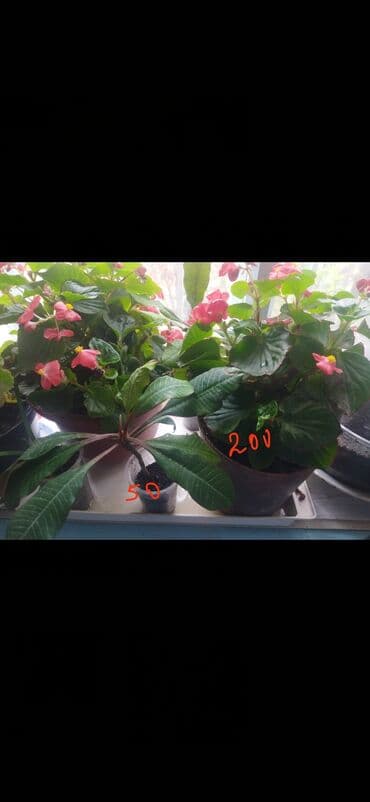 фикус али: Домашние комнатные растения — черенки и молодые кустики В — 5