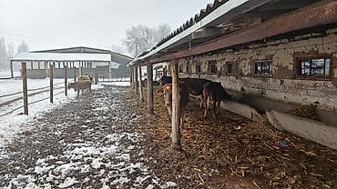 кардиганы мужские: Требуется Скотник, Оплата: Ежемесячно — 3