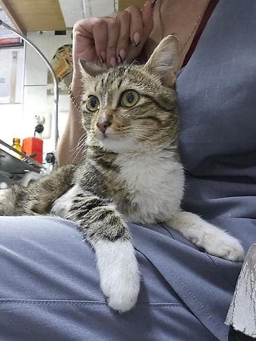 Мышыктар: Мышык бекер берилет: Породасыз, 8 айлык, Ургаачы, Бычылган, Лотокко барууга үйрөтүлгөн, Курттардан тазаланган — 3