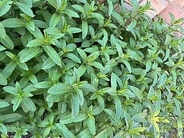 сила пчелы таблетки цена бишкек: Свежая садовая мятацена 100 сом/пучок — 3