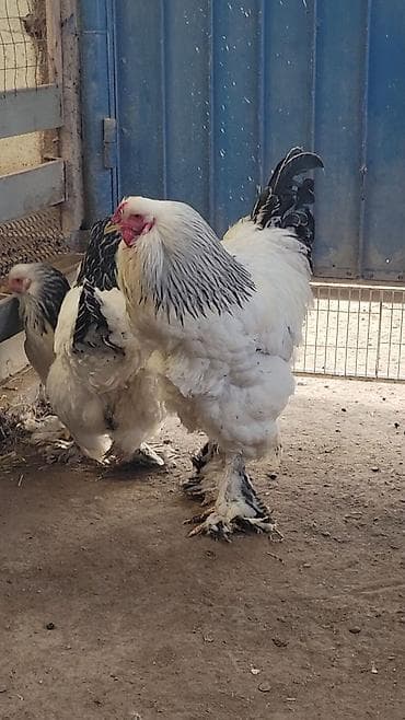 сулайман тоо: Молодой Петушок колумбийской СВЕТЛОЙ БРАМЫ. Находится в пригороде — 6