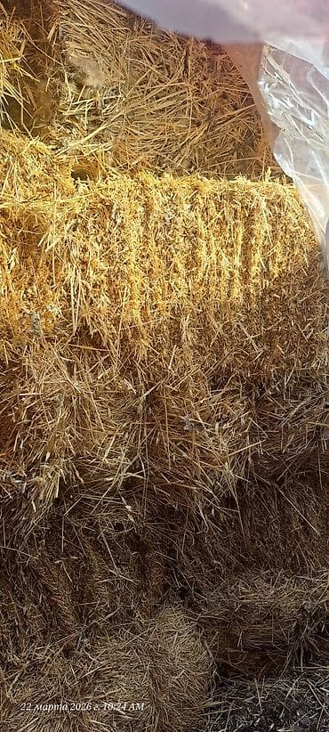кой сойгуч: Солома в тюках с зерном - Тип: злаковая солома (длинная, однородная — 1