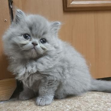 Скотиш Фолд (Шотландская вислоухая), 1 месяц, Девочка, Лиловый, Приучена к лотку at lalafo.kg Скотиш Фолд (Шотландская вислоухая), 1 месяц, Девочка, Лиловый, Приучена к лотку