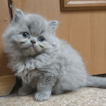 бингальские котята: В продаже очаровательные котята — 3 девочки (две прямоухие и одна — 4