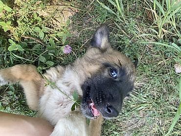 кошка малинкый: Бельгийская овчарка, 2 месяца, Самец — 8