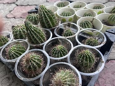 сколько стоят кактусы: Кактус 🌵 Все кактус свежие идеально подходит для подарка можно — 1