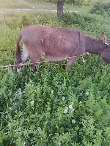 кара балта кошки: Продам ишак обмен или на ишак — 1