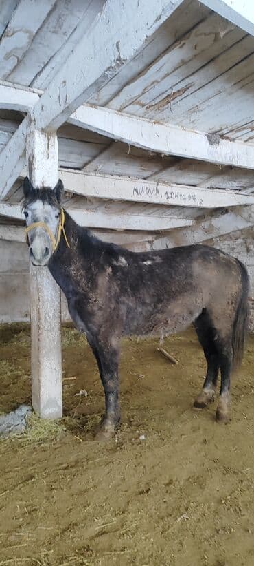 сколько стоит собака хаски: Продаю | Конь (самец), Жеребец | Полукровка, Першерон, Дончак | На забой | Племенные, Осеменитель — 5