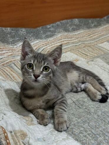 купить немецкую овчарку в бишкеке: Беспородная, 4 месяца, Мальчик, Серый, Метис, Приучена к лотку, Проглистована — 4