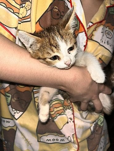 Животные: 3 месяца, Девочка — 2