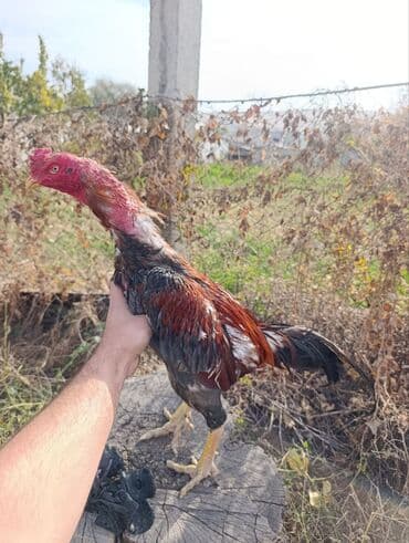 Собаки: Продаю | Петух | Бойцовая | Для боев — 1