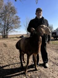 ошейник для алабая купить: Продаю | Баран (самец) | Арашан | Для разведения | Осеменитель, Племенные — 5