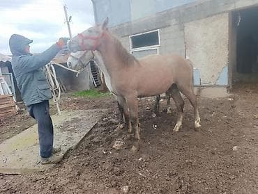 чистокровный тай: Продаю | Жеребец | Рабочий — 3