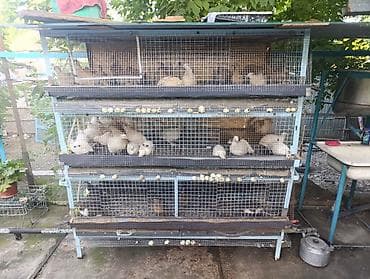 Животные: Многоярусная клеточная для перепёлки - Конструкция: 4 яруса — 2