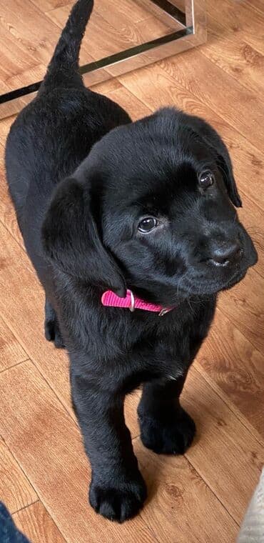 купить собаку джек рассел терьер: Лабрадор-ретривер, 2 месяца, Самец, С прививкой, С родословной — 2