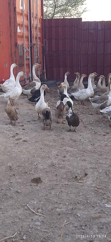 продажа утят: Гусей продаю Гуси и утки – домашнее поголовье смешанных пород - На — 7