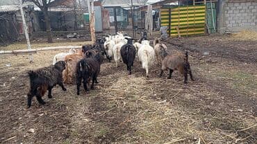 бука баасы: Сатам | Эчки (ургаачы), Улак | Союуга, Көбөйтүү үчүн — 2