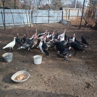 продать животных: Продаю | Петух | Домашняя | На забой — 5