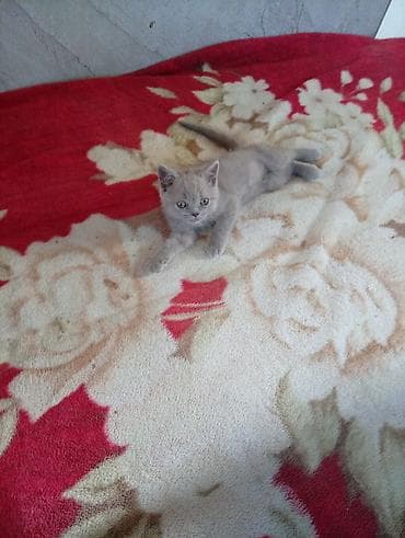 я ищу котят: Шотландский котёнок, окрас лиловый (пастельно‑серый). Плюшевая — 1