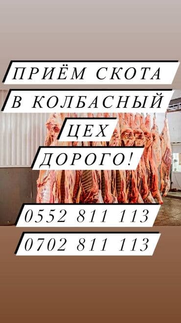 домашние птицы: Скупка Скота На Колбасный Цех. Уй Кой Жылкы Торпок Алабыз — 1