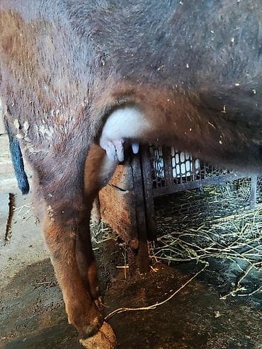 телки швиц: Продаю | Корова (самка) | Для молока | Привязанные — 3