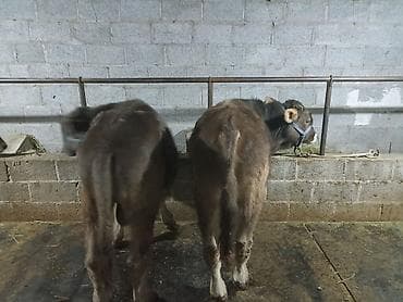 коты бишкек: Продаются бычки 90тысяч,100тысяч порода Швиц — 9