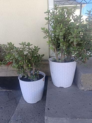 хвойные растения: Толстянка (Crassula ovata, денежное дерево) в декоративном кашпо. - — 5