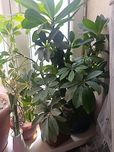 Женское счастье (Спатифиллюм): Комнатные растения в горшках (несколько видов) 1) Аглаонема — 9