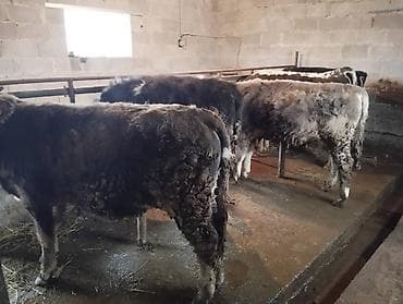 Другие животные: Продаю | Бык (самец) — 10