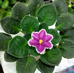 тоголок молдо исанова: Продаю цветущие фиалочки 🌿 🌺🌿 Цены200- 250 -300 сом.Оптовым — 6