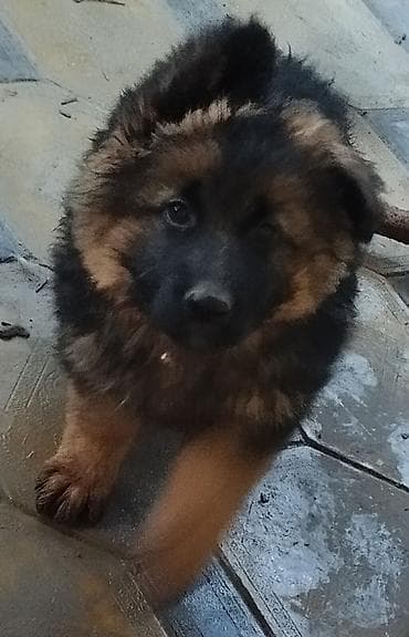 купить фокстерьера: Немецкая овчарка, 1 месяц, Самка, С прививкой, С родословной — 8