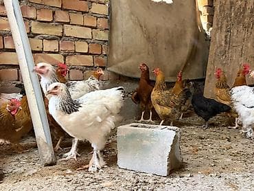 пресс чоп ош: Продаю | Куры | Брама, Кучинская | Для разведения — 7