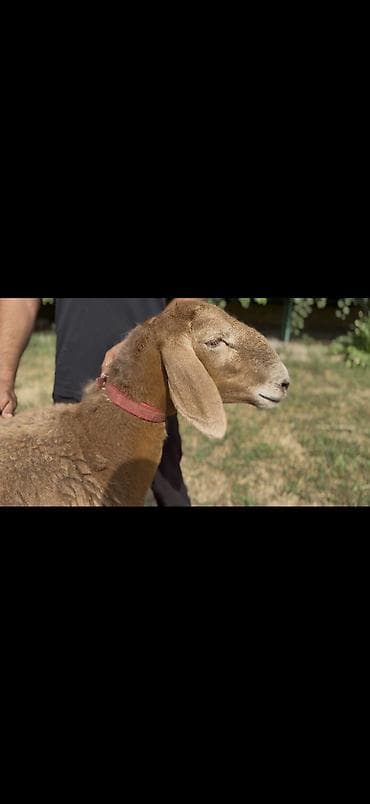 Продаю | Овца (самка), Ягненок | Арашан | Для разведения | Племенные, Матка, Ярка at lalafo.kg Продаю | Овца (самка), Ягненок | Арашан | Для разведения | Племенные, Матка, Ярка