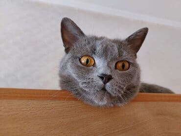 Вязка кошек: Кошка даром: Беспородная, 5 месяцев, Мальчик, С прививками, Кастрирована, Приучена к лотку — 4