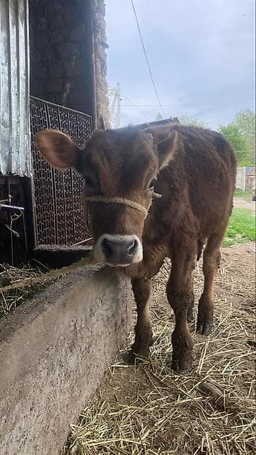 волчьи зубы: Продаю | Тёлка | На откорм | Привязанные — 3