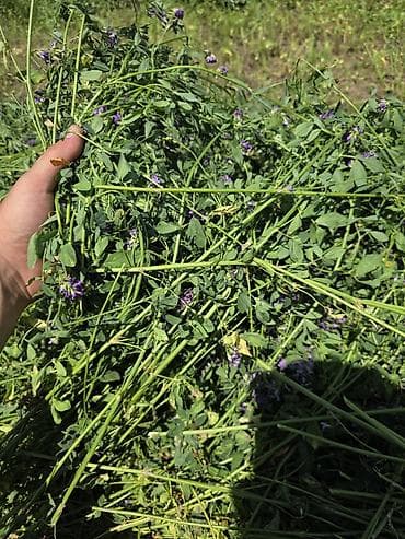 С/х животные и товары: 🌾 Продаю люцерну в тюках 🌾 🌾 Прессовать буду 12-13 июля🌾 ✅ Состояние — 8