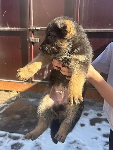 Иттер сатылат: Щенки немецкой овчарки - Порода: немецкая овчарка (рабочий тип) - — 6