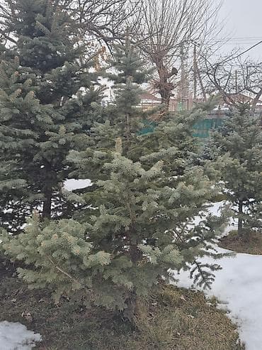 крымская сосна купить: Ели для озеленения участка - Породные хвойные деревья с плотной — 7