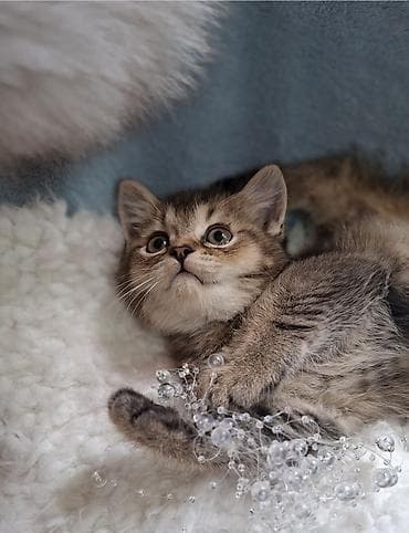 донской сфинкс котята: Скотиш Страйт (Шотландская прямоухая), 2 месяца, Мальчик, Проглистована, Приучена к лотку — 6