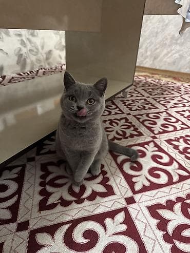 Британская короткошёрстная кошка (окрас: голубой) - Порода