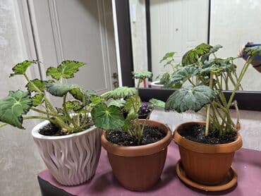 саженцы граната: Декабрист (Schlumbergera, зигокактус) в горшке. - Компактные кустики — 6