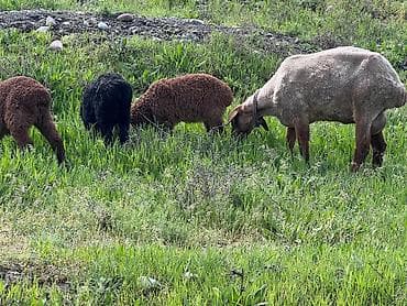 баран козу: Продаю | Овца (самка) | Для разведения | Матка — 2